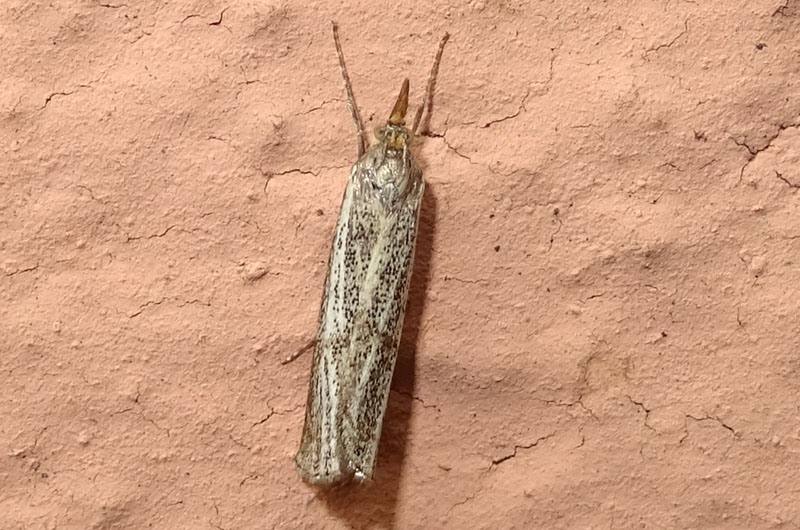 Thisanotia chrysonuchella - Crambidae